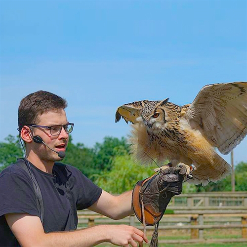 Falconry Experience Days Falconry & Birds of Prey Near You Into The Blue